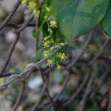 Guduchi (Heart-leaved Moonseed / Giloy) - Flowers