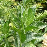 Ashwagandha (Indian Ginseng / Winter Cherry) - Leaves
