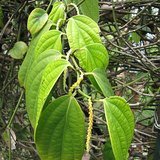Black Pepper (Kali Mirch / Maricha) - Flowers