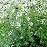 Cumin (Jeera / Jeeraka) - Leaves