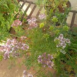 Coriander (Dhania / Dhanyaka) - Flowers