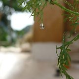 Coriander (Dhania / Dhanyaka) - Leaves