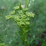 Fennel (Saunf / Mishreya) - Flowers
