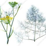 Fennel (Saunf / Mishreya) - Leaves
