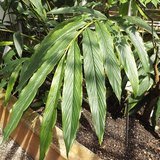 Cardamom (True Cardamom / Elaichi) - Leaves