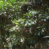 Clove (Laung / Lavanga) - Flowers