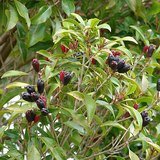 Clove (Laung / Lavanga) - Fruits / Seeds