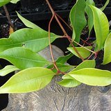 Clove (Laung / Lavanga) - Leaves