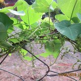 Velvetleaf (Laghu Patha / False Pareira Root) - Flowers