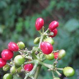 Velvetleaf (Laghu Patha / False Pareira Root) - Fruits / Seeds