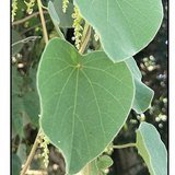 Velvetleaf (Laghu Patha / False Pareira Root) - Leaves