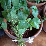 Ceylon Leadwort (Chitrak / White Leadwort) - Leaves