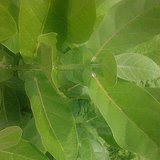 Crown Flower (Giant Milkweed / Madar) - Leaves