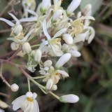 Drumstick Tree (Moringa / Horseradish Tree) - Flowers
