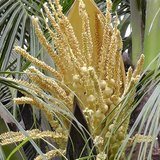 Coconut Palm (Nariyal / Narikela) - Flowers