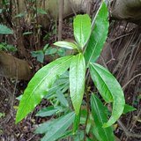 Cluster Fig (Gular / Udumbara) - Leaves