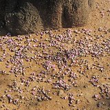 Indian Beech (Pongam Oil Tree / Karanja) - Flowers