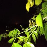 Indian Beech (Pongam Oil Tree / Karanja) - Leaves