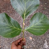 Flame of the Forest (Palash / Bastard Teak) - Leaves