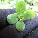 Common Purslane (Kulfa / Lonika) - Fruits / Seeds