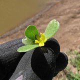 Common Purslane (Kulfa / Lonika) - Leaves