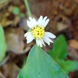 Coatbuttons (Tridax Daisy / Jayanti Veda) - Flowers