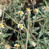 Coatbuttons (Tridax Daisy / Jayanti Veda) - Leaves