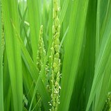 Asian Rice (Dhan / Shali) - Flowers