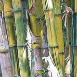 Common Bamboo (Bans / Vamsha) - Flowers