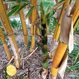 Common Bamboo (Bans / Vamsha) - Fruits / Seeds