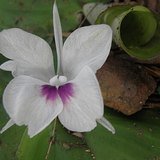 Aromatic Ginger (Sand Ginger / Chandramulika) - Flowers