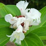 Crepe Ginger (Spiral Flag / Kebuka) - Flowers