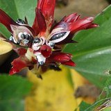 Crepe Ginger (Spiral Flag / Kebuka) - Fruits / Seeds