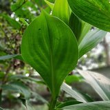 Crepe Ginger (Spiral Flag / Kebuka) - Leaves