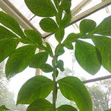 Elephant Foot Yam (Jimikand / Surana) - Leaves