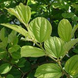 Indian Jujube (Ber / Badari) - Leaves