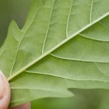 Five-leaved Chaste Tree (Nirgundi / Sindhuvara) - Leaves
