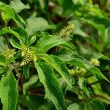Clove Basil (Ram Tulsi / Vana Tulsi) - Flowers
