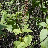 Clove Basil (Ram Tulsi / Vana Tulsi) - Leaves