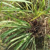 Citronella Grass (Citronella / Sugandharani) - Leaves