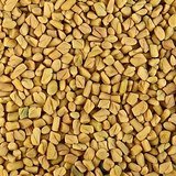 Fenugreek (Methi / Methika) - Fruits / Seeds