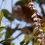 Indian Kudzu (Vidarikand / Bidarikanda) - Flowers