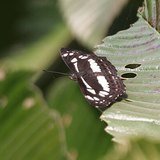 Elephant Apple (Chalta / Bhavya) - Leaves