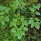Indian Trumpet Flower (Sonapatha / Shyonaka) - Leaves