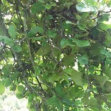 Chironji Tree (Priyala / Charoli) - Flowers