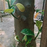 Jackfruit (Kathal / Panasa) - Flowers