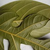 Jackfruit (Kathal / Panasa) - Leaves