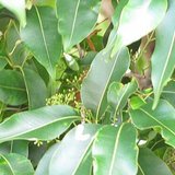 Jamun (Black Plum / Jambu) - Leaves