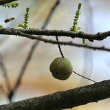 Indian Gooseberry (Amla / Emblica) - Flowers