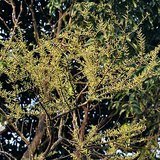 Indian Gooseberry (Amla / Emblica) - Leaves
